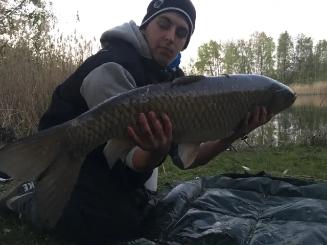 Graskarpfen