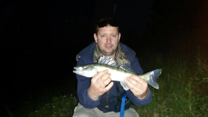 Zander