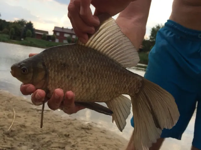 Karausche