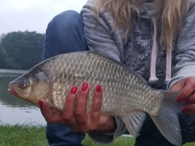 Giebel