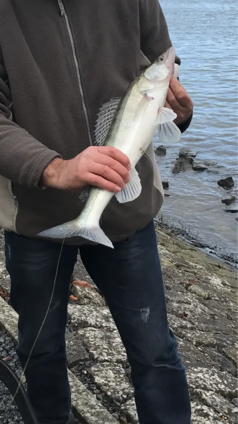 Zander