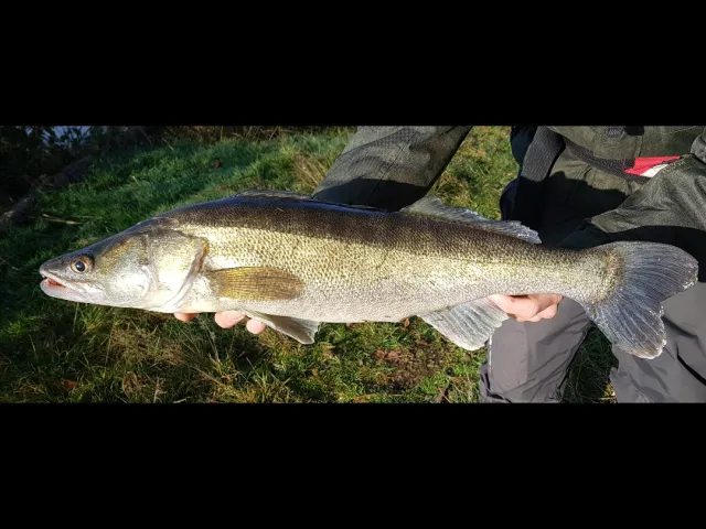 Zander