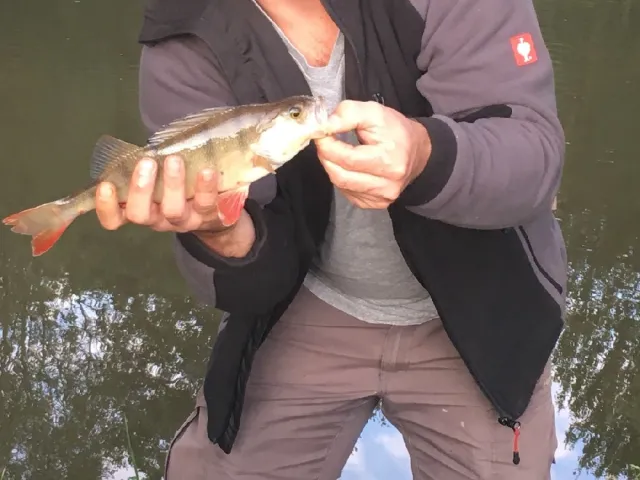 Flussbarsch