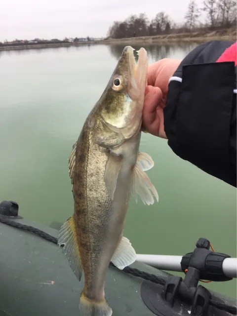 Zander