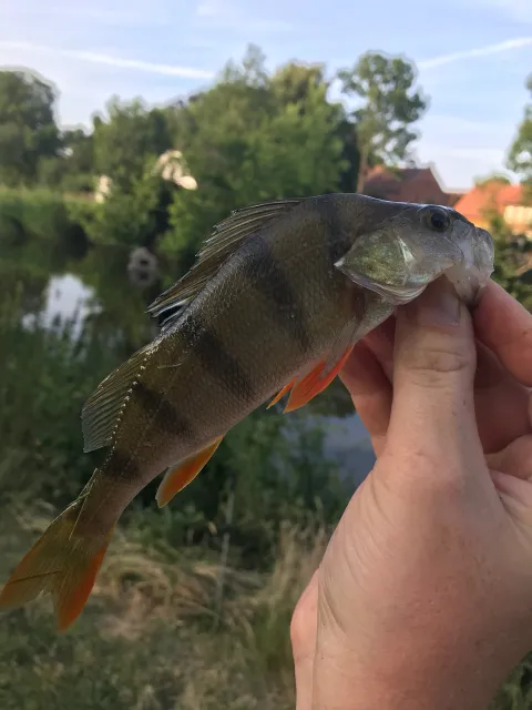 Flussbarsch