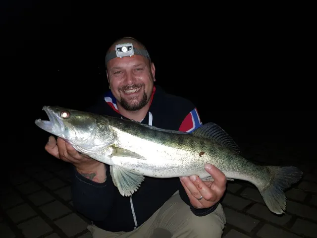 Zander