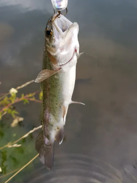 Regenbogenforelle