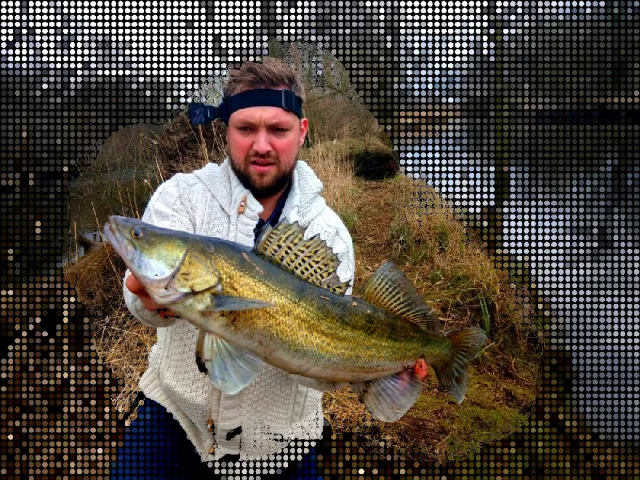 Zander