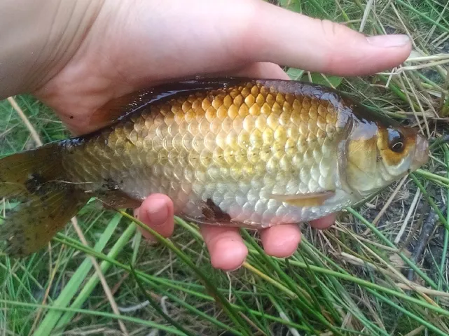 Karausche