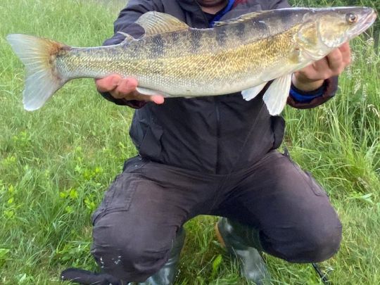 Zander