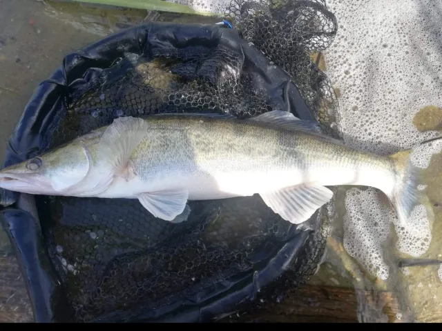 Zander