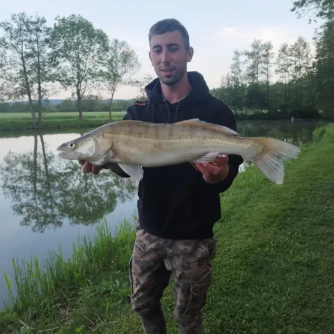 Zander