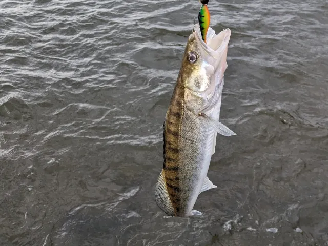 Zander