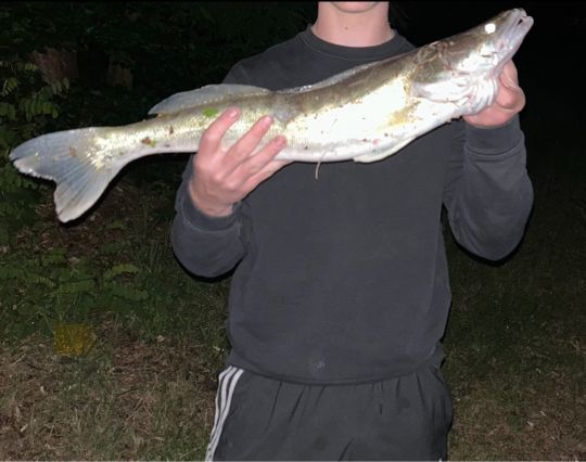 Zander
