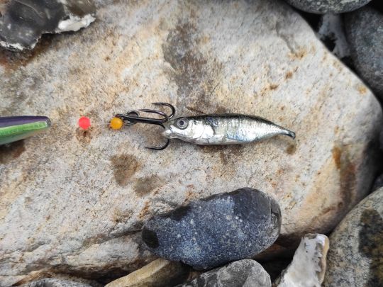 Dreistachliger Stichling