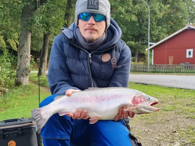 Regenbogenforelle