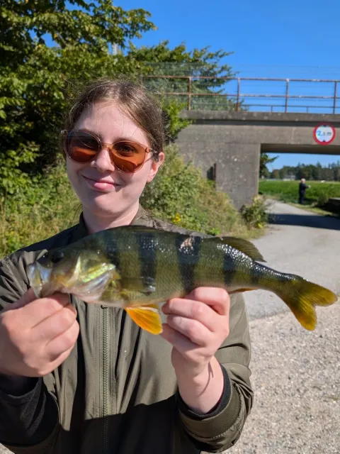 Flussbarsch