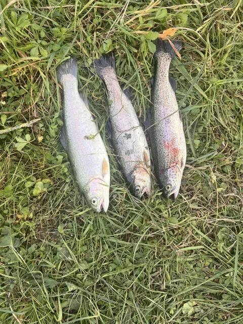 Regenbogenforelle
