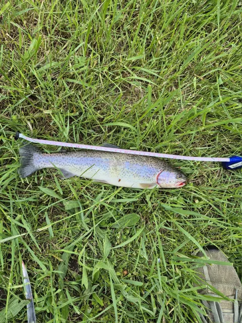 Regenbogenforelle