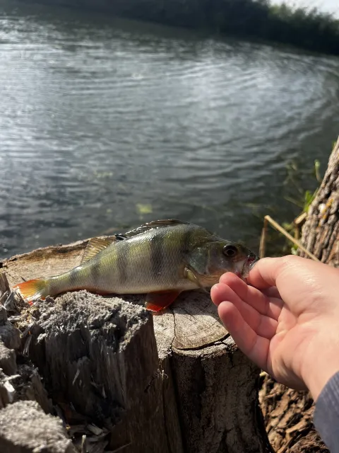 Flussbarsch