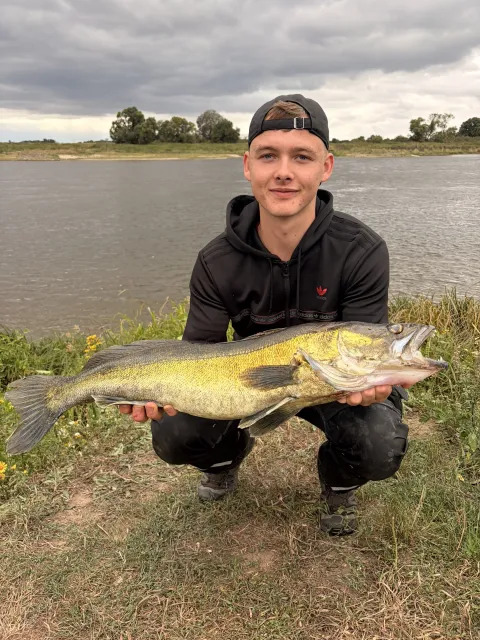 Zander
