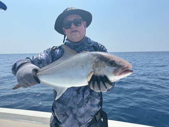 Amberjack
