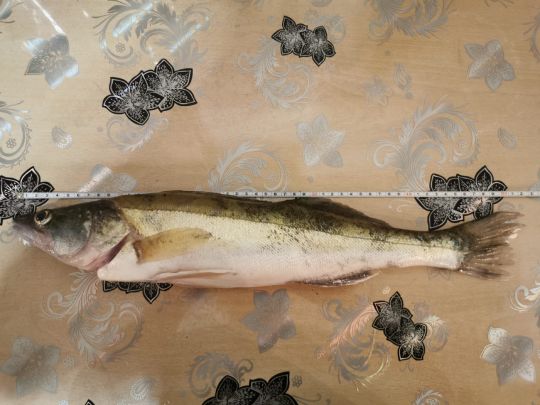 Zander