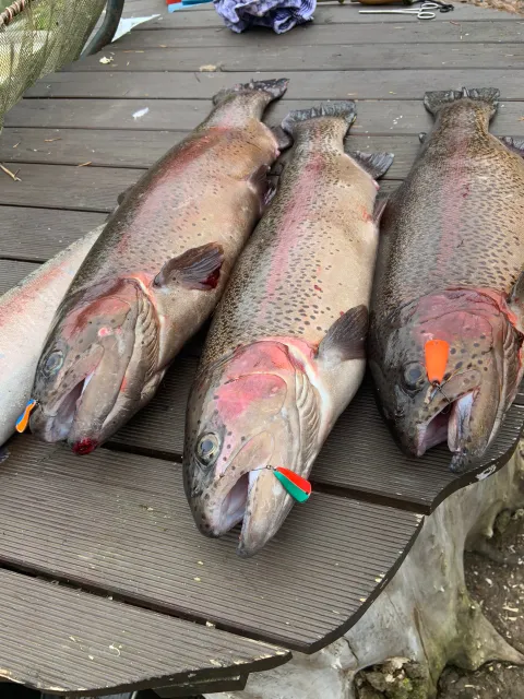 Regenbogenforelle