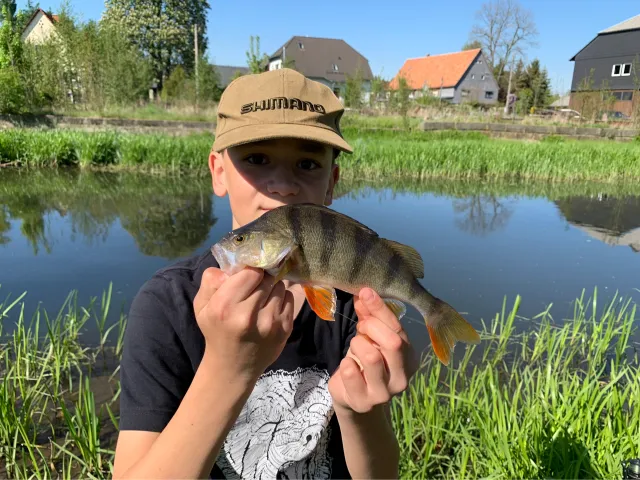 Flussbarsch