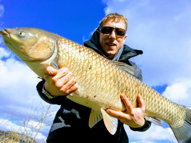 Graskarpfen