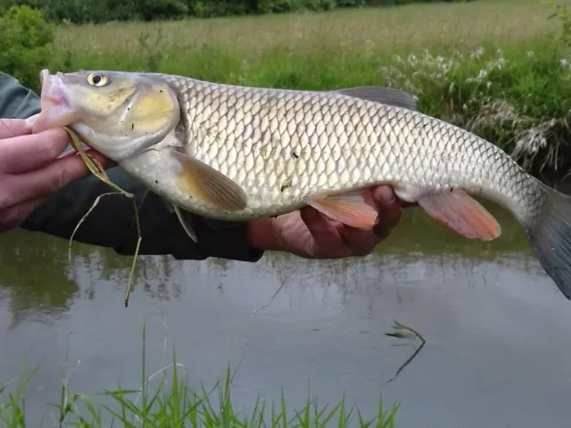 Döbel