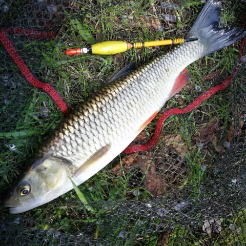 Döbel