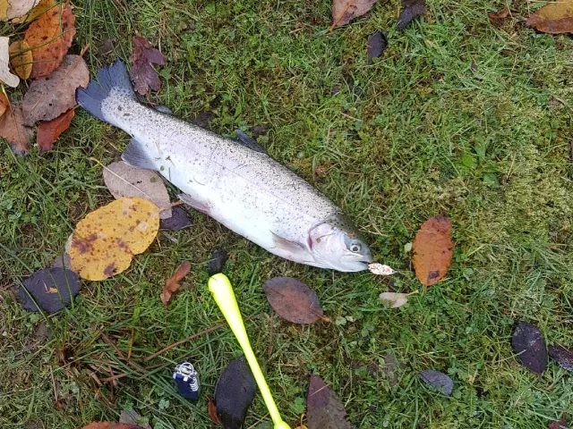 Regenbogenforelle