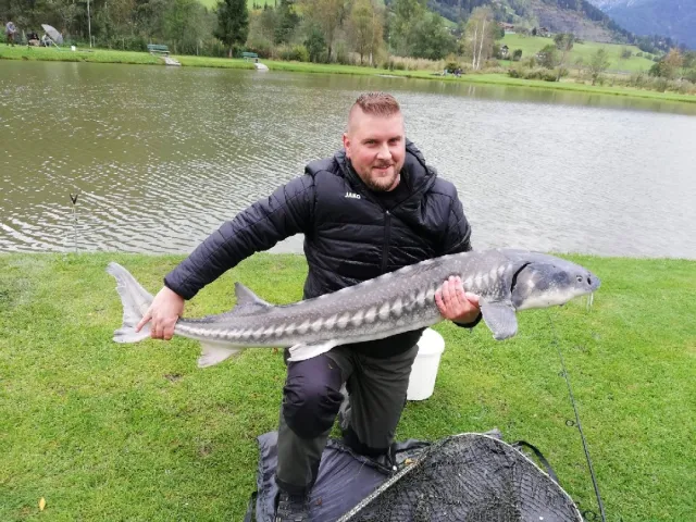 Stör