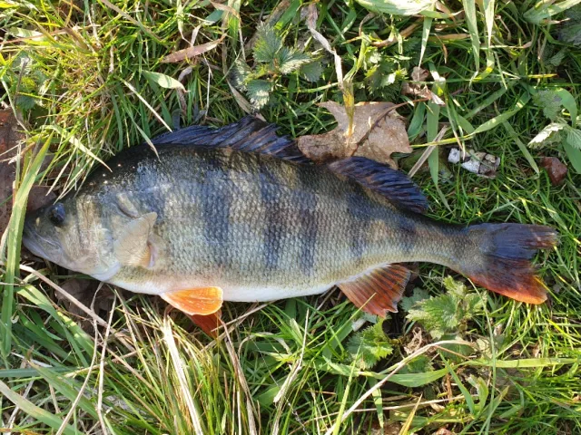 Flussbarsch
