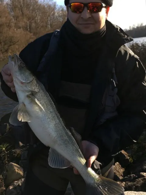 Zander
