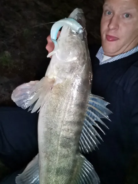 Zander