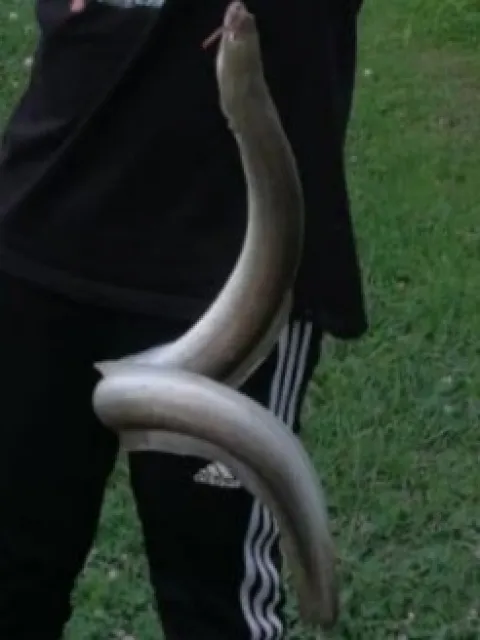 Aal