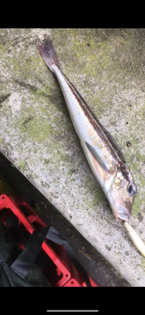 Knurrhahn (Grauer)