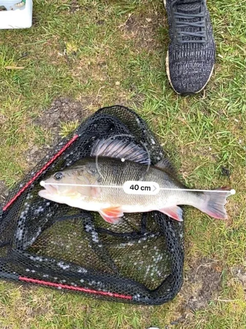 Flussbarsch