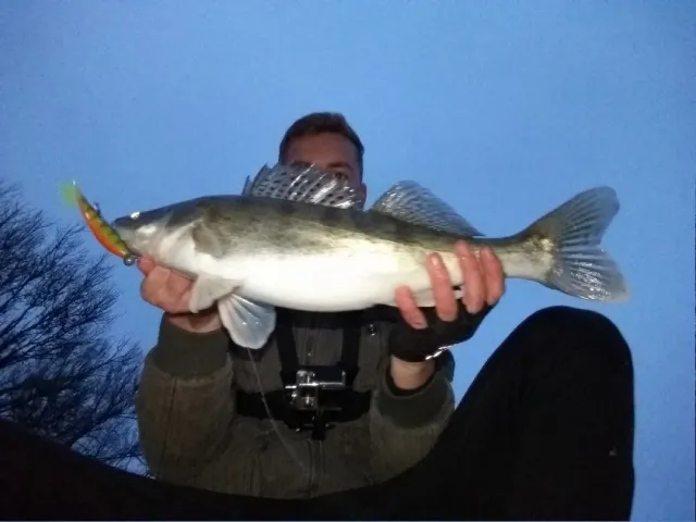 Zander