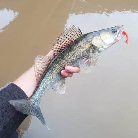 Zander