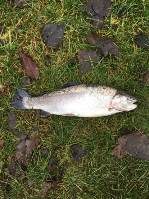 Regenbogenforelle