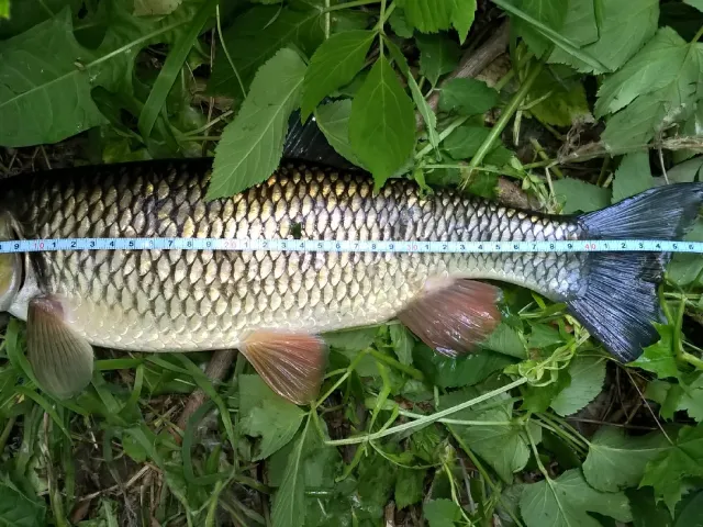 Döbel
