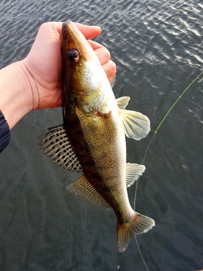 Zander