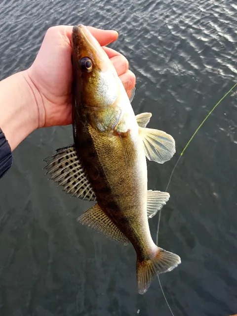 Zander