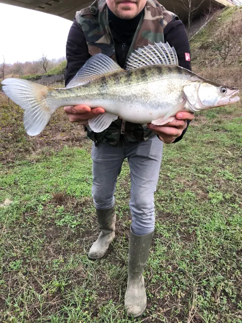 Zander