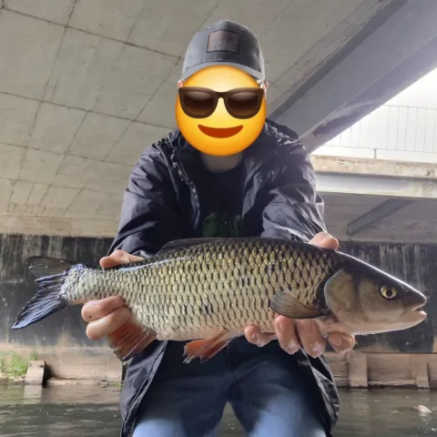 Döbel