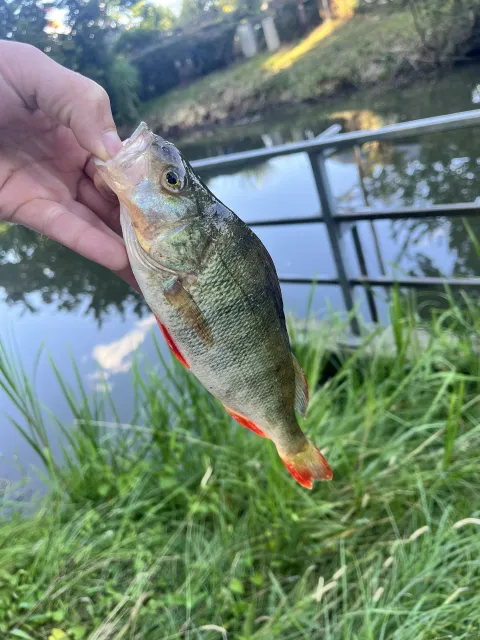 Flussbarsch