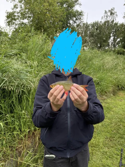 Rotfeder